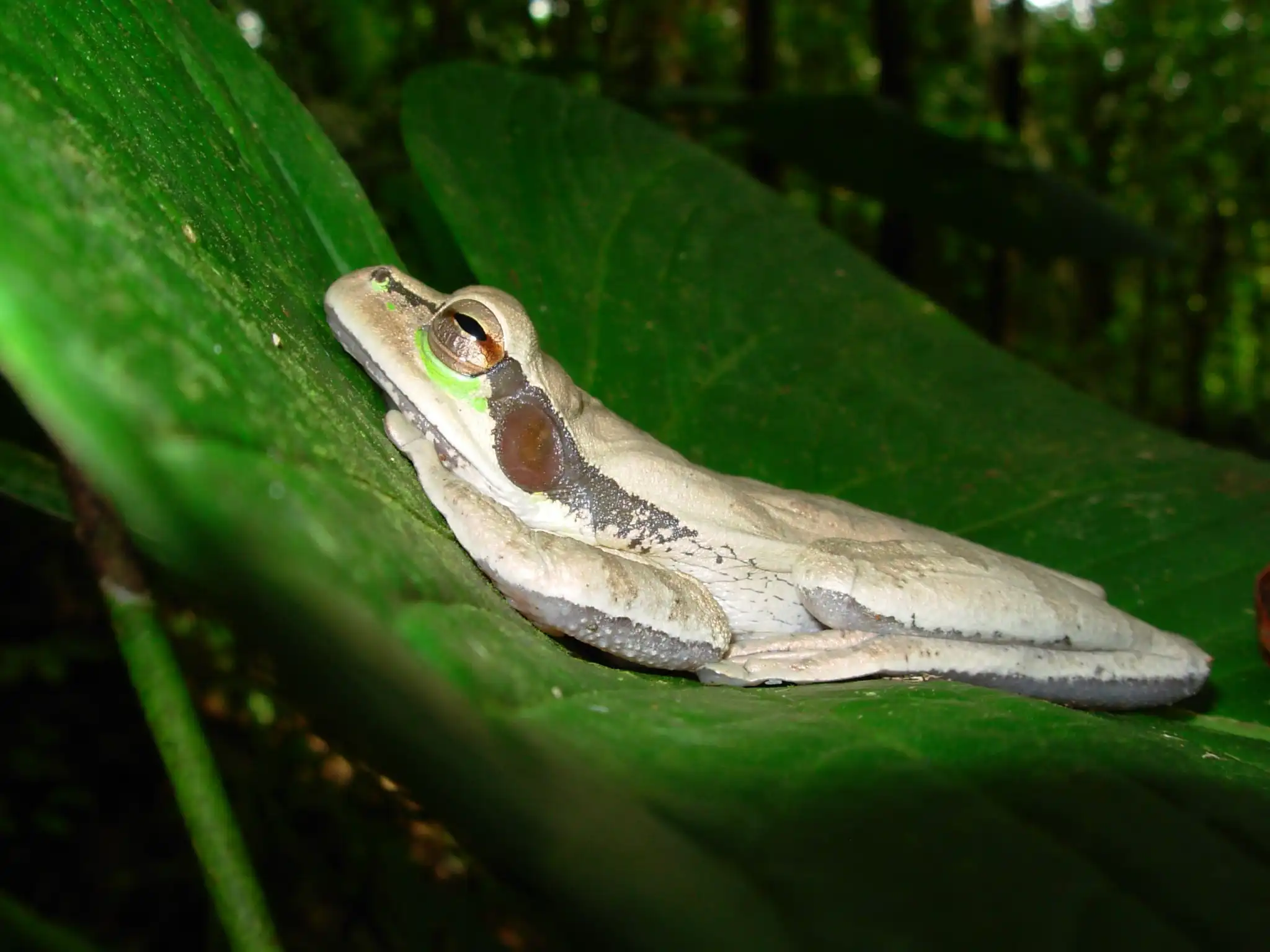 Frog lying on a leaf in the Colombian Chocó