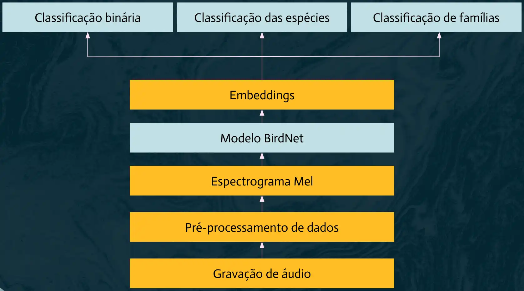 Arquitetura ribbit